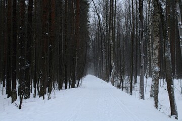 Morning winter forest of birches and pines in the fog