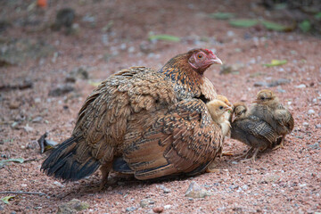 Country chicken with its chicks in a garden © fromsham55
