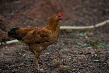 country chicken standing in a garden
