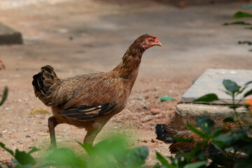 country chicken standing in a garden
