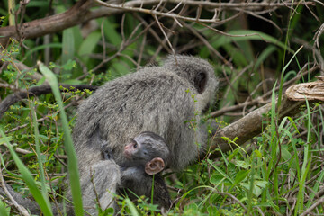 freshly born monkey macaque