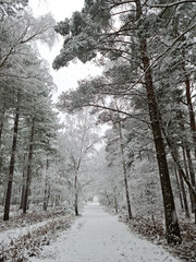 Fresh snow in the woods