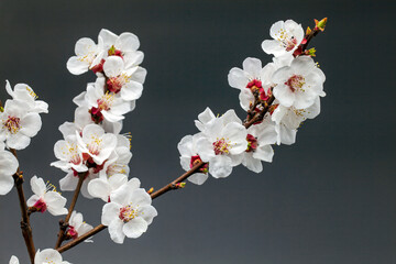 Fototapeta na wymiar Beautiful branch of cherry on a black background, close-up