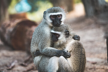 Monkeys hugging full of care