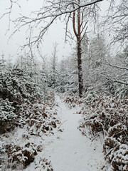 Fresh snow in the woods