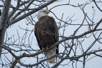 Northern Minnesota Eagle 