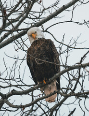 Northern Minnesota Eagle 