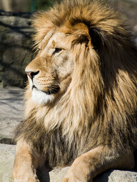 Lion Head Side Images – Browse 2,643 Stock Photos, Vectors, and Video |  Adobe Stock