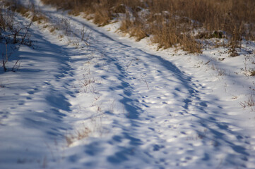 Animal tracks in the snow