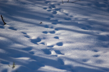 Fototapeta na wymiar Animal tracks in the snow