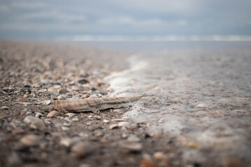 Razor shell at Dutch coastline (Kijkduin, The Hague, The Netherlands)