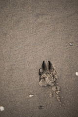 A dog's paw footprint at the beach (Kijkduin, The Hague, The Netherlands)