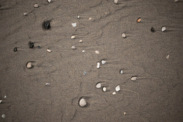 Fototapeta na wymiar Shells showing the change in tides (Kijkduin, The Hague, The Netherlands)