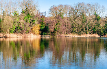 trees in the water