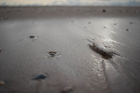 Razor shell at Dutch coastline (Kijkduin, The Hague, The Netherlands)