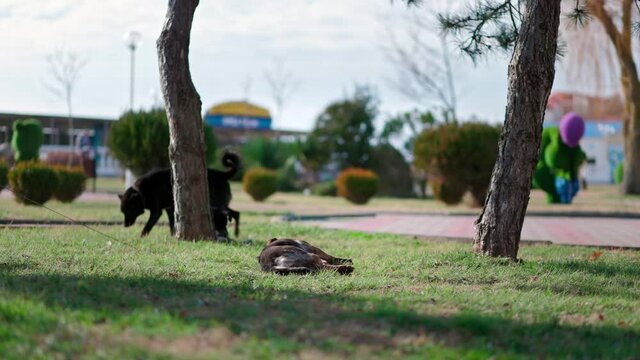The concept of an animal shelter. A stray dog is lying on the grass. In the background, other dogs are resting on the lawn