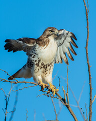 Red Tailed Hawk