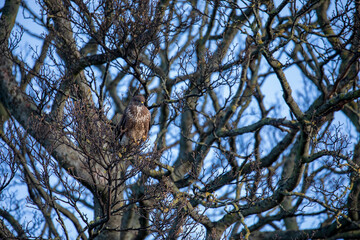 common buzzard, Buteo buteo, perched within a tree hunting during winter in Scotland. - 408103283