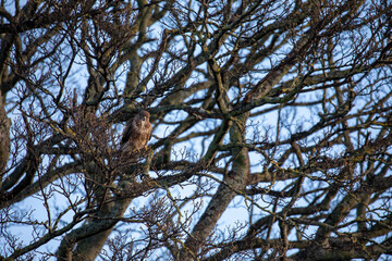 common buzzard, Buteo buteo, perched within a tree hunting during winter in Scotland. - 408103287