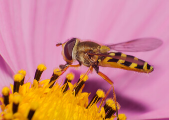 Schwebfliege