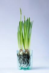 Tet-a-tet variety daffodils in recycled plastic bottle pot. Image with copy space