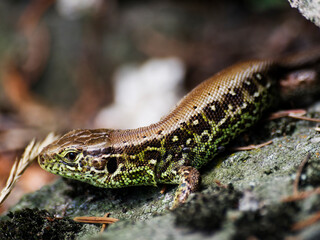 lizard in the natural environment detail