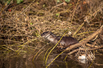 European otter, lutra lutra, hunting along a river during winter in Scotland. - 408103660