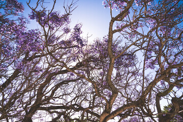 tree branches against blue sky
