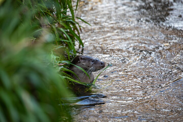 European otter, lutra lutra, close up of otter besides a river bank during winter in Scotland. - 408103854