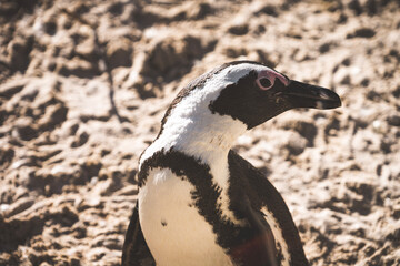 Naklejka premium penguin on the beach