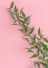 Flat lay the green branch lies diagonally across the frame on a pink background. Minimalistic composition.