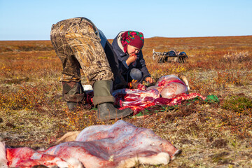 Obraz premium the extreme north, Yamal, the preparation of deer meat, remove the hide from the deer,