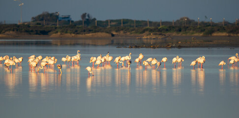 a flamingo colony in the waters of the Bay of Cadiz Nature Park in southern Spain © makasana photo
