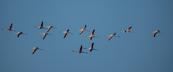flamingoes flying above the Bay of Cadiz in southern Spain