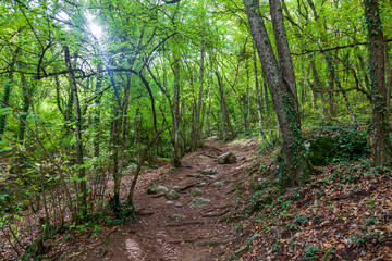 Path in autumn forest, landscape, rain, autumn