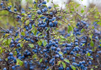 The fruits of blackthorn (Prunus spinosa) berry bush in the forest