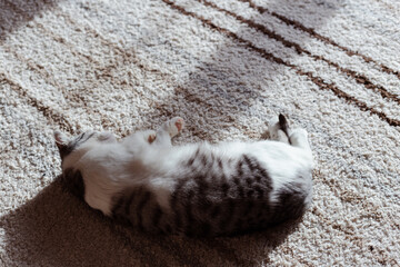 Beautiful domestic cat carelessly sleeping on carpet at home, high angle view
