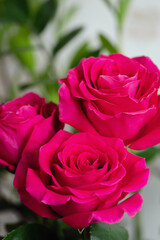 pink roses in the garden