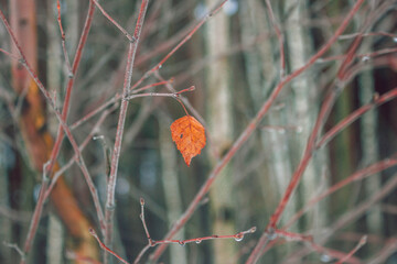 Lonely and last leaf on a tree on a cold cloudy day