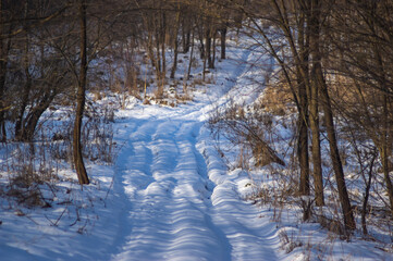 Snow-covered dirt road in the forest
