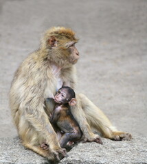 Berberaffe mit Jungtier