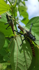 Ghost Grasshopper on a leaf(Aularches miliaris)