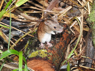Field mouse on a log