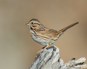 Song Sparrow