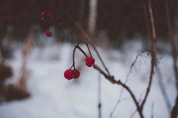 Red berry potassium hangs on the branches of the bush on a cold winter day