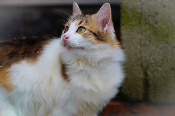 Fluffy tricolor cat with white breast on the street. a motley gorgeous cat sits and rests, looks into the distance with yellow eyes. on the street against the wall, close-up. domestic animal