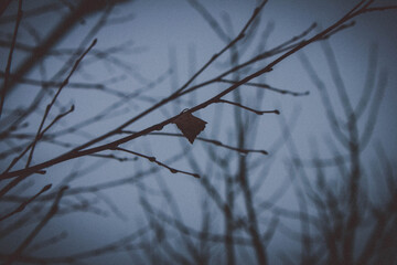 Lonely and last leaf on a tree on a cold cloudy day