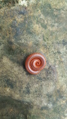 A milipede