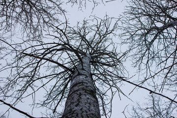 Tree without leaves, which was photographed from the bottom