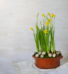 Tet-a-tet variety daffodils in old pot with quail eggs. Easter concept image